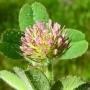 Maiden Clover (Trifolium microcephalum): A native Clover whose flower head is under 1/4" across.